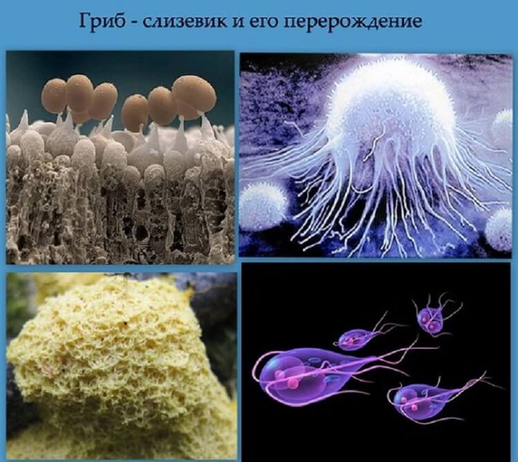 Грибы живут в организме. Плесневые и паразитические грибы. Паразиты и грибы в организме. Грибы в человеческом организме. Грибы на теле человека под микроскопом.