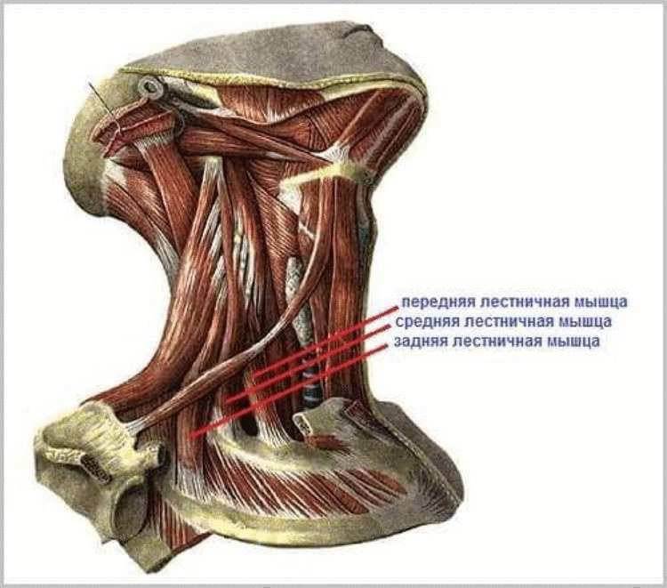 Лестничные мышцы анатомия. Лестничная мышца анатомия. Лестничные мышцы шеи анатомия. Задняя лестничная мышца анатомия. Задняя лестничная мышца шеи анатомия.