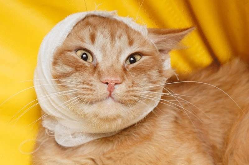 Отит и его лечение — Лайм