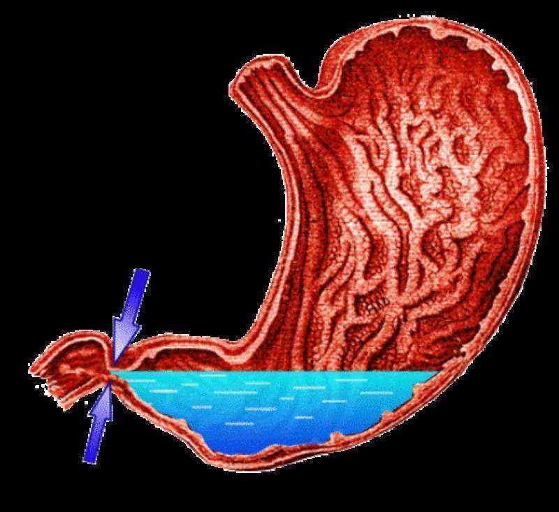 Вода для желудка. Движение жидкости в желудке. Попадание воды в желудок.